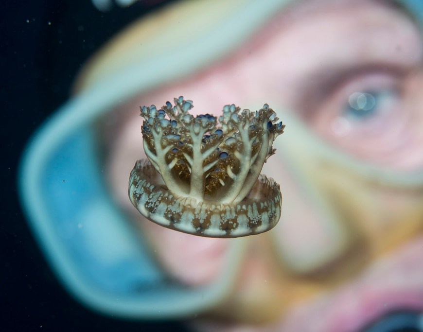 Image of upside-down jellyfish observed by a man